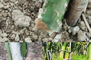 火龙果病虫害防治技术与方法措施（从栽培管理到防治措施全面分析，打造健康高效的火龙果种植！）