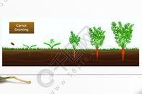 胡萝卜种子：从生长到收获的完整过程