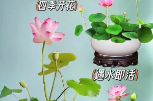 以水养的护理之道（全方位打造水养美肌，解密水养的秘诀）