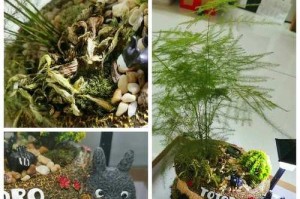 白毛掌的浇水技巧（白毛掌的生长需要合适的水分）