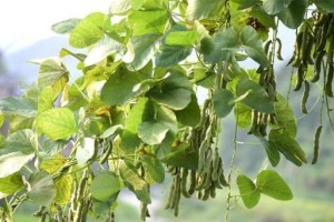 北方毛豆的种植时间与方法（了解北方毛豆的生长规律，选择适合的种植时间）