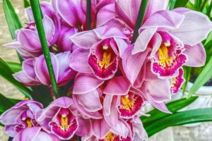 春节前后盛开的花卉（探寻在春节前后绽放的花卉世界）