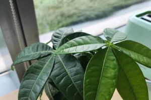 发财树如何修剪（剪枝技巧和注意事项）