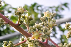 芒果开花结果全解析（探究芒果树的生长周期和关键生长期，提高果树产量和品质）