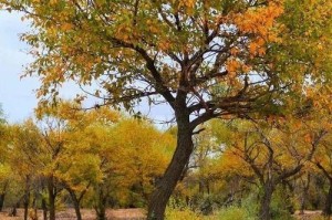 探索神秘的胡杨，看荒漠如何变成绿洲（探索神秘的胡杨，看荒漠如何变成绿洲）