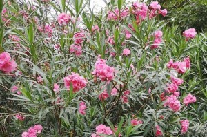 夹竹桃开花时间及开花次数详解