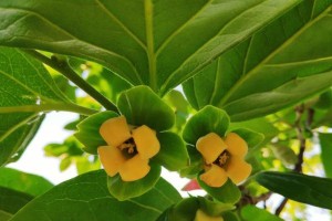 了解柿子树开花的种种奇妙（了解柿子树开花的种种奇妙）