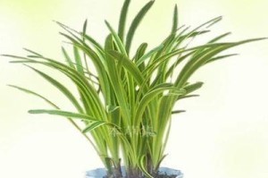 喜阴室外植物花卉推荐（让你的庭院变成绿色世界）