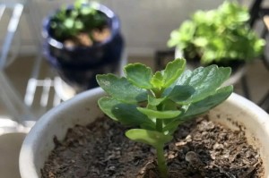 多肉植物扦插方法与注意事项（步骤图解，让你轻松扦插多肉）