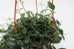 柳叶吊兰开花全攻略（了解开花时间，让你的植物更美丽）
