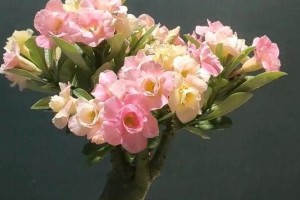如何正确养护芙蓉玫瑰（芙蓉玫瑰养护技巧与注意事项）