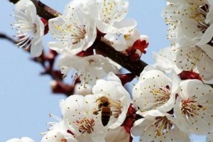杏树花的色彩艳丽缤纷，惹人注目（探究杏树花的颜色特点及其文化意义）