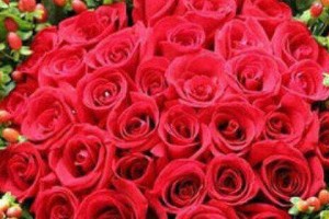 解读26朵玫瑰花语（探究不同颜色、数量玫瑰的隐藏意义）