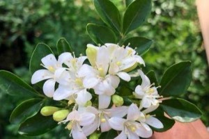 九里香的毒性与家养技巧