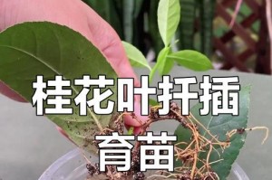 桂花树苗的生长过程与要点（探究桂花树苗的生长条件和关键因素）