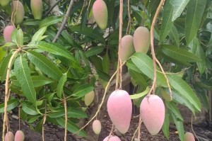芒果的成熟期及采摘时机（芒果果实的生长过程与采摘技巧）