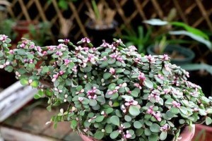 金枝玉叶花的美丽和特点（探秘金枝玉叶花的品种和生长环境）