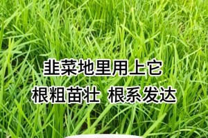 韭菜的风水寓意与种植位置剖析（揭秘韭菜的神秘面纱，解读韭菜的“风水密码”）