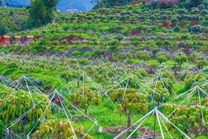 芒果的生长环境条件及特点（了解芒果的生长环境条件及其特点，让你种植更加得心应手）