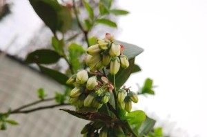 蓝莓开花的美丽景象（蓝莓开花的颜色及特点）