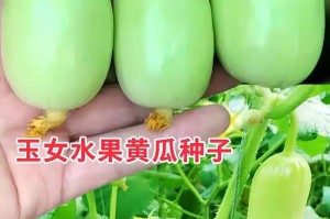 黄瓜能否生吃？真相揭秘！（黄瓜的营养价值和副作用分析）
