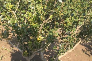 小叶黄杨是被子植物吗？（探秘小叶黄杨的分类学位置）