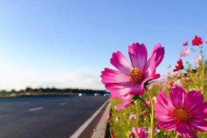 格桑花打顶时间及方法步骤（打顶是保护格桑花的关键，教你正确打顶的方法步骤）