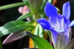 龙胆花的生长与开花周期详解（探究龙胆花的生长、开花时间及适宜环境条件）