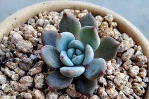 以双头大和锦的分殖技术及方法探究（提高植物分殖效率的关键技巧与实践经验）