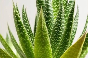芦荟怎么浇水？（适量浇水，细节关键，一周一次最佳。）