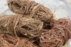 鸡骨草的多样品种（探秘不同品种的特点与应用）