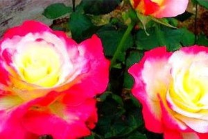 花开花落，色彩芬芳——不同颜色月季花的花语解读