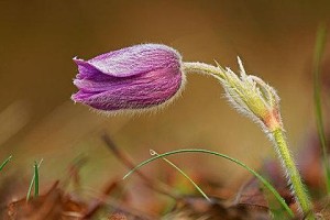 白头翁花的毒性和室内养护方法（毒性较轻不影响室内养护、注意事项及应对措施）
