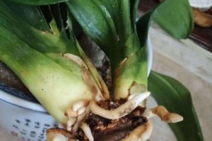 常春藤烂根的处理方法及效果分析（探究常春藤烂根引起的问题，以及有效的解决方案）