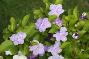 双色茉莉的养殖方法与注意事项（打造香气四溢的花园，从双色茉莉开始）