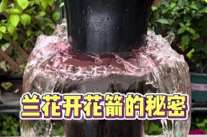 室内兰花的养护之道（打造芳香盛开的绿意空间）