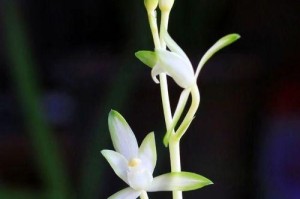 解读国色天香——探索花卉植物的神秘（以国色天香为代表，探寻花卉植物的美丽与奥秘）