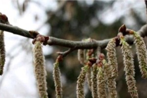 了解杨树属——解析这类速生树的特点（分类、分布、生态以及研究价值都有哪些？其中“杨树属”为。）