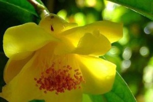 如何为金花茶施肥？（掌握这些方法，轻松打造茶园“金花”）