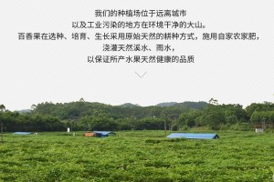 探秘鸡蛋果的生长之道——从环境到地方条件