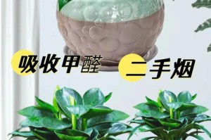 金钻换盆技巧详解（从土壤选择到换盆步骤，一篇文章教你如何正确地为金钻换盆）