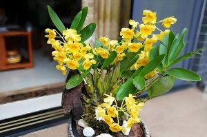 石斛兰花期时间及其特点（了解石斛兰的花期时间和生长规律，让你更好地欣赏石斛兰的美丽）