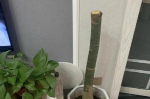 发财树不长叶子的原因及解决方法（发财树叶子萎黄、掉叶怎么办？——）
