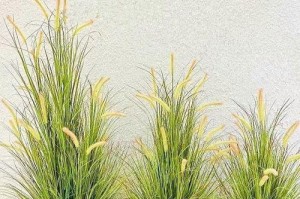 探秘网红草（了解网红草的特点、用途、种类及养护技巧）