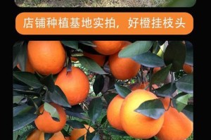 橙子品种大全（探秘橙子的各种变化）