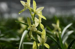 春兰的养殖技巧与方法（打造优美的春兰花园，让春天更加绚烂）