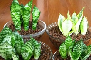室内养护虎皮兰（让你轻松拥有绿色空间）
