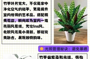 双线竹芋的冬季养护指南（冬季如何正确照顾双线竹芋，让它们健康过冬）
