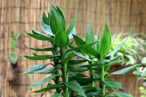 如何养护水养转运竹（让您的水养转运竹更加旺盛生长）