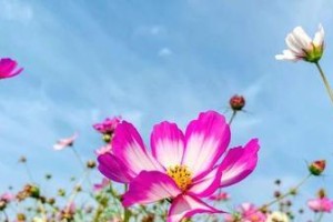 探究格桑花的生长环境及特点（格桑花的适宜环境和独特魅力）